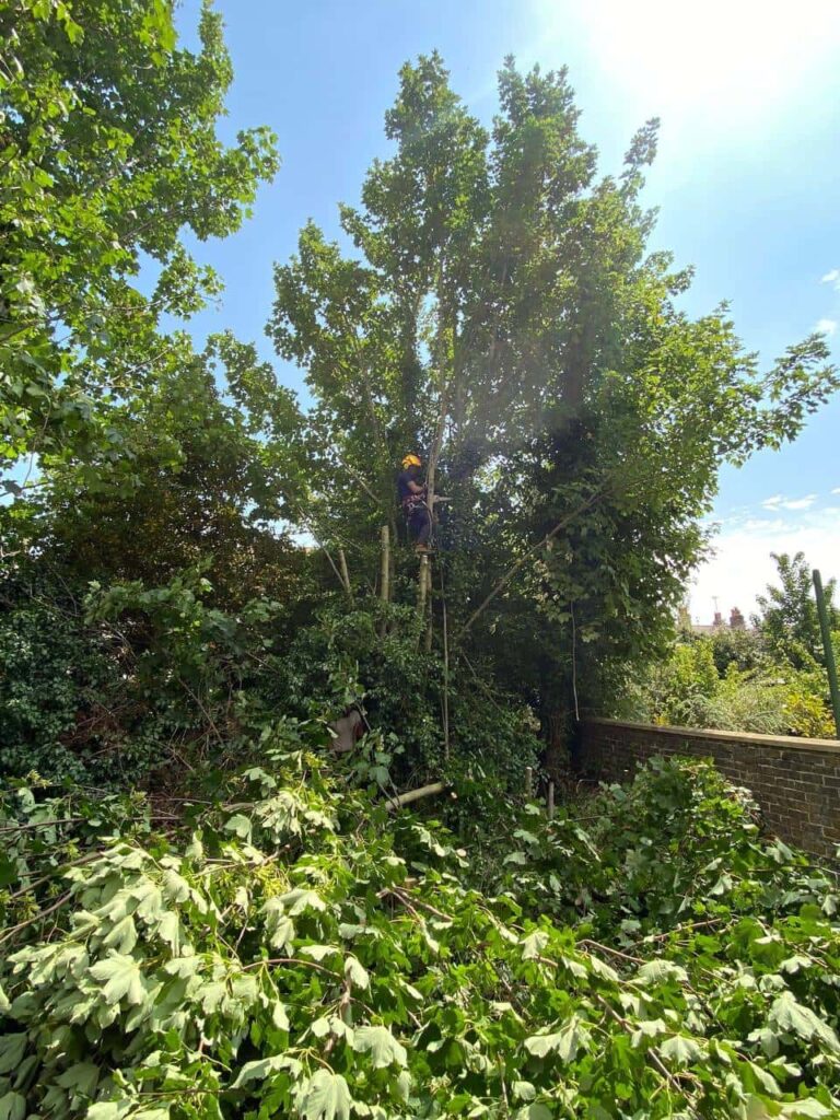 This is a photo of an overgrown garden, where the trees are being felled. There is a tree surgeon standing on the tree cutting the branches off, and there are lots of branches below him that have already been felled. Photo taken by Eye Tree Surgeons.