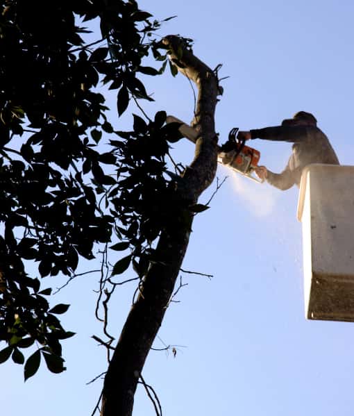 This is a photo of an arborist up a cherry picker, carrying out tree pruning. Photo taken by Eye Tree Surgeons.