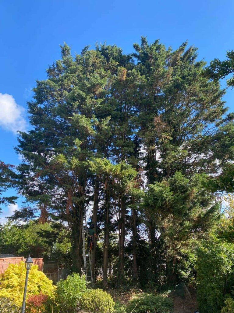 This is a photo of a garden with eight massive trees at the end of the garden. The tree surgeon is just starting work, and is carrying out a mixture of tree pruning, and crown reduction. Photo taken by Eye Tree Surgeons.