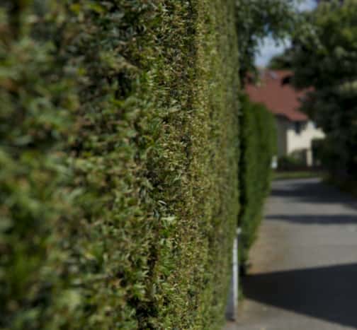 This is a photo of hedge cutting running along the front of a house and the road is also visible. Photo taken by Eye Tree Surgeons.