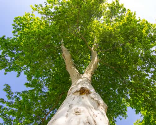 This is a photo of a tree that has just received crown reduction. The photo is taken from the tree base looking up at the crown. Photo taken by Eye Tree Surgeons.