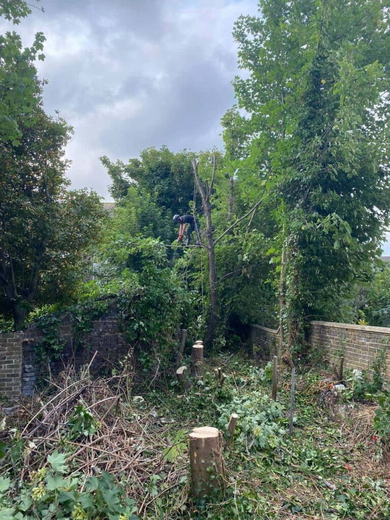 This is a photo of an overgrown garden, where the trees are being felled. Four large trees have already been felled, and there is a tree surgeon standing on the final one, about to cut it down. Photo taken by Eye Tree Surgeons.