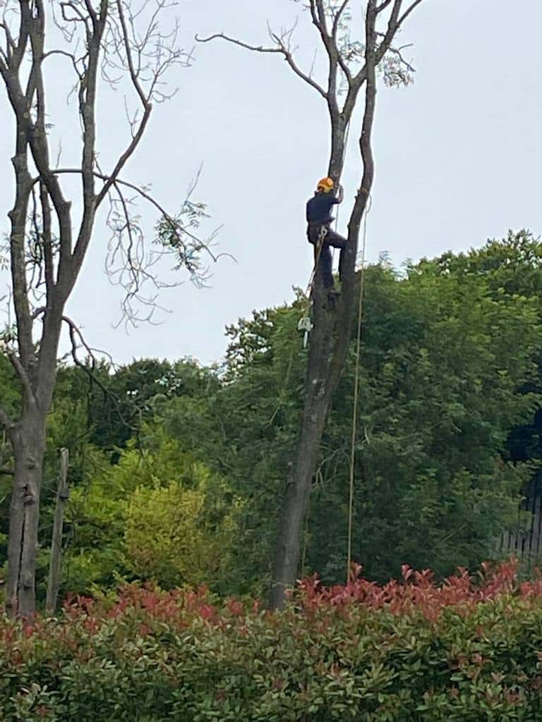 This is a photo of a professional tree surgeon who has climbed a tree, and is removing limbs from it. He is removing the tree completely in sections. Photo taken by Eye Tree Surgeons