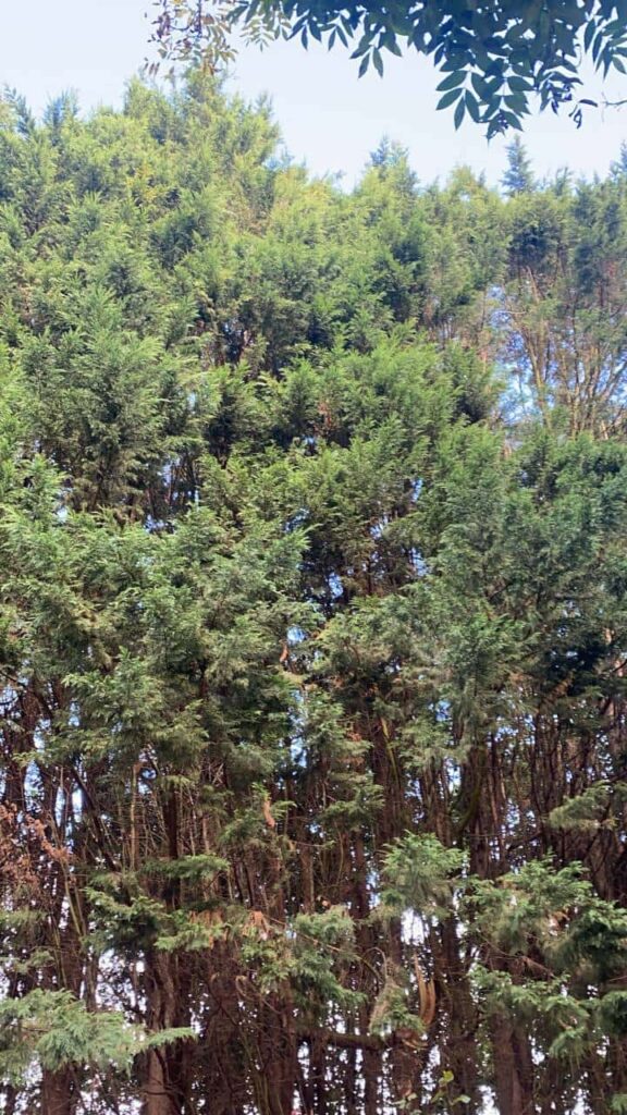 This is a photo of an overgrown garden, with many large trees at the end of it which are being felled. Photo taken by Eye Tree Surgeons.